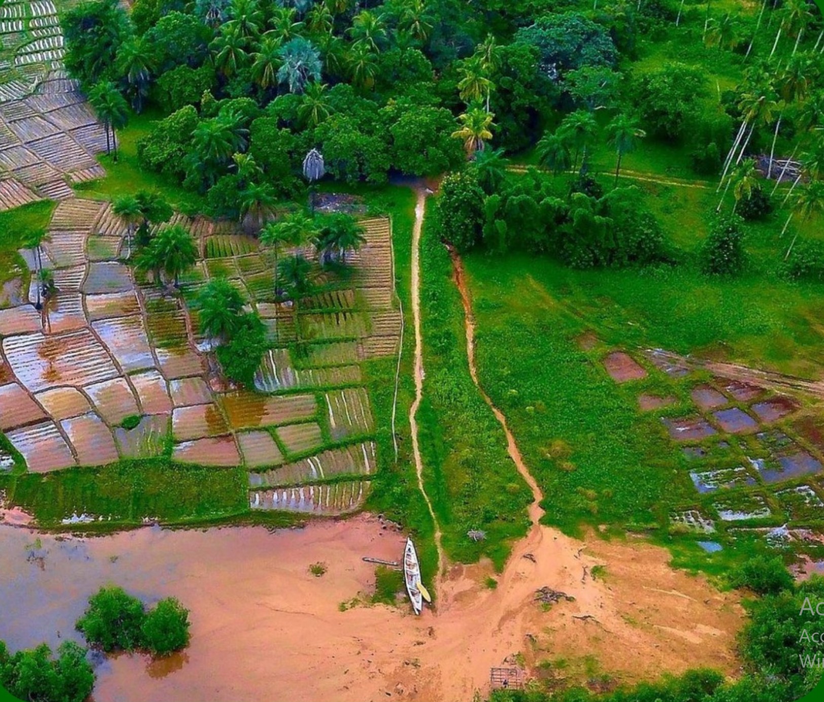 Paysage de Casamance - Vergers de Manguiers